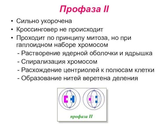 Профаза II Сильно укорочена Кроссинговер не происходит Проходит по принципу митоза, но