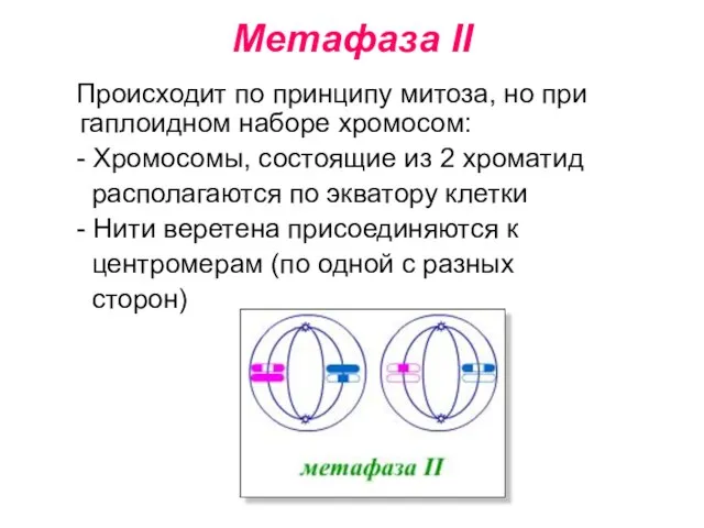 Метафаза II Происходит по принципу митоза, но при гаплоидном наборе хромосом: -