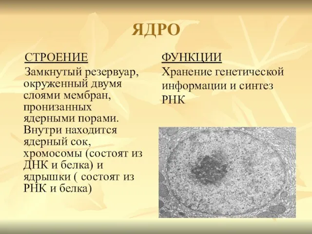 ЯДРО СТРОЕНИЕ Замкнутый резервуар, окруженный двумя слоями мембран, пронизанных ядерными порами. Внутри