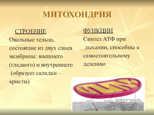 МИТОХОНДРИЯ СТРОЕНИЕ Овальные тельца, состоящие из двух слоев мембраны: внешнего (гладкого) и