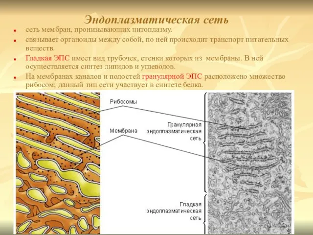 Эндоплазматическая сеть сеть мембран, пронизывающих цитоплазму. связывает органоиды между собой, по ней