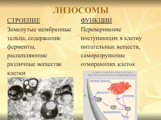 ЛИЗОСОМЫ СТРОЕНИЕ Замкнутые мембранные тельца, содержащие ферменты, расцепляющие различные вещества клетки ФУНКЦИИ