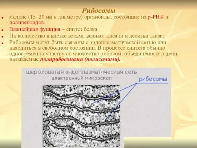 Рибосомы мелкие (15–20 нм в диаметре) органоиды, состоящие из р-РНК и полипептидов.