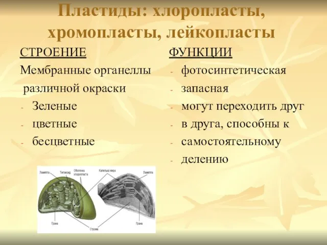 Пластиды: хлоропласты, хромопласты, лейкопласты СТРОЕНИЕ Мембранные органеллы различной окраски Зеленые цветные бесцветные