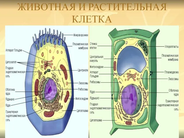 ЖИВОТНАЯ И РАСТИТЕЛЬНАЯ КЛЕТКА