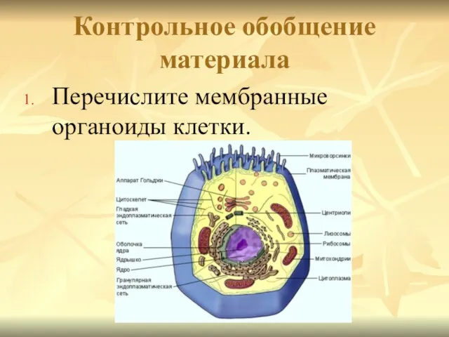 Контрольное обобщение материала Перечислите мембранные органоиды клетки.