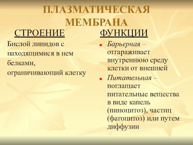 ПЛАЗМАТИЧЕСКАЯ МЕМБРАНА СТРОЕНИЕ Бислой липидов с находящимися в нем белками, ограничивающий клетку