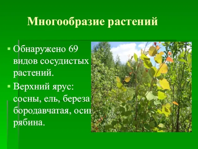 Многообразие растений Обнаружено 69 видов сосудистых растений. Верхний ярус: сосны, ель, береза бородавчатая, осина, рябина.
