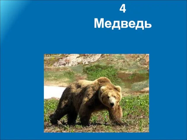 4 Медведь