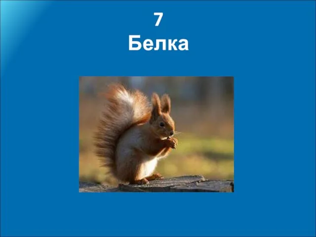 7 Белка