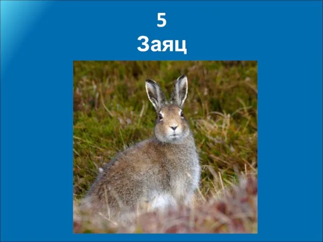 5 Заяц