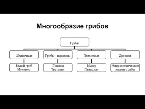 Многообразие грибов