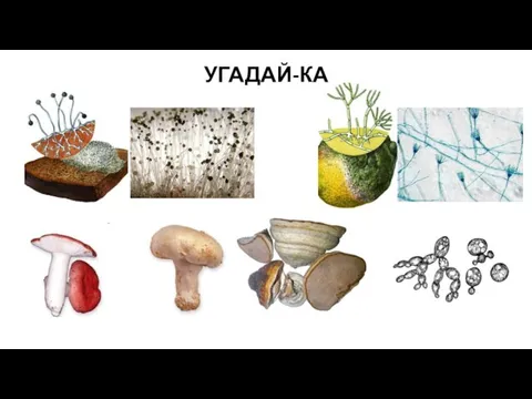 УГАДАЙ-КА