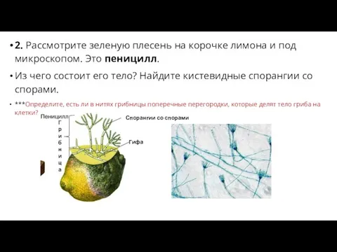 2. Рассмотрите зеленую плесень на корочке лимона и под микроскопом. Это пеницилл.