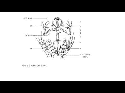 Рис. 1. Скелет лягушки.