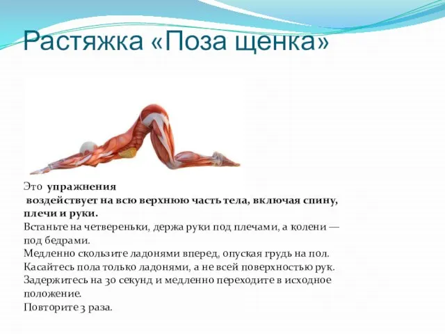 Растяжка «Поза щенка» Это упражнения воздействует на всю верхнюю часть тела, включая