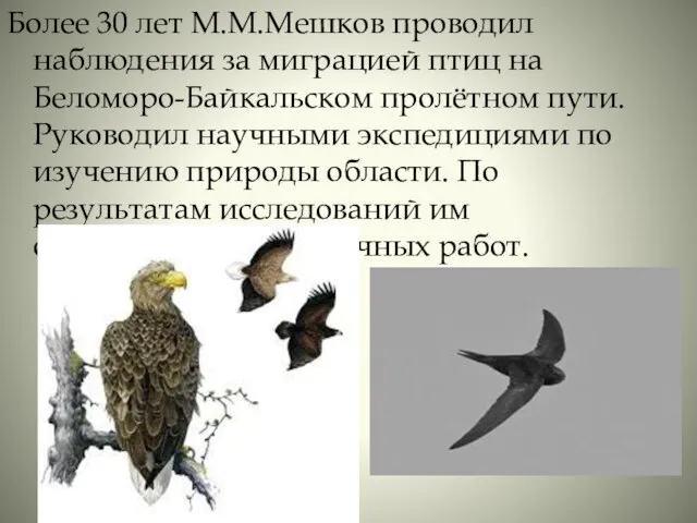 Более 30 лет М.М.Мешков проводил наблюдения за миграцией птиц на Беломоро-Байкальском пролётном