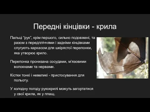 Пальці “рук”, крім першого, сильно подовжені, та разом з передпліччями і задніми