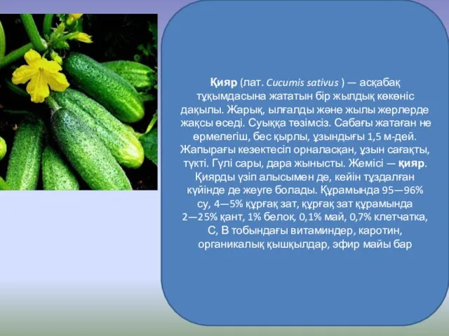 Қияр (лат. Cucumis sativus ) — асқабақ тұқымдасына жататын бір жылдық көкөніс