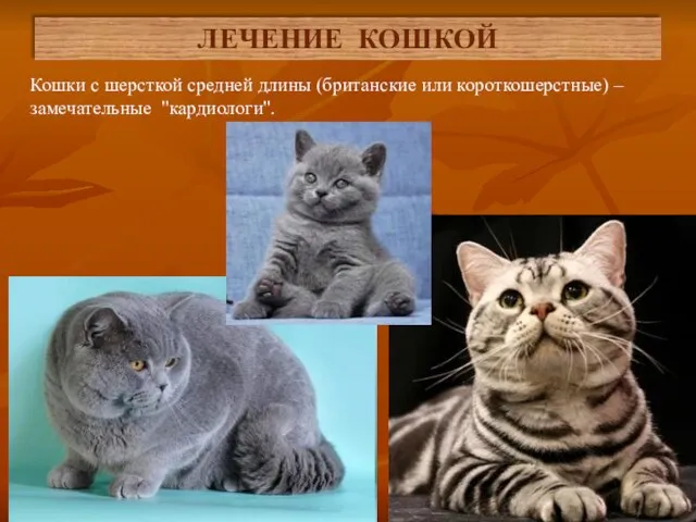 Кошки с шерсткой средней длины (британские или короткошерстные) –замечательные "кардиологи". ЛЕЧЕНИЕ КОШКОЙ