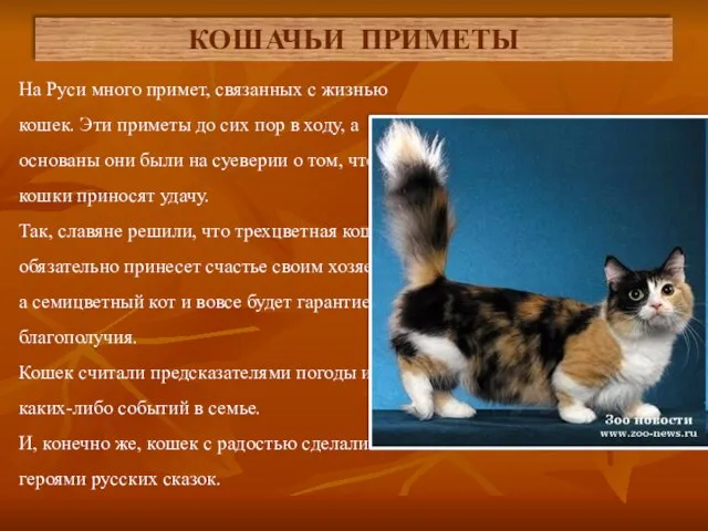 На Руси много примет, связанных с жизнью кошек. Эти приметы до сих
