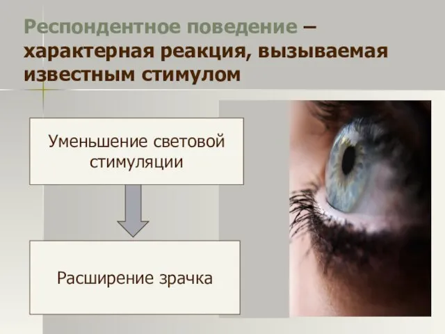 Респондентное поведение – характерная реакция, вызываемая известным стимулом Уменьшение световой стимуляции Расширение зрачка