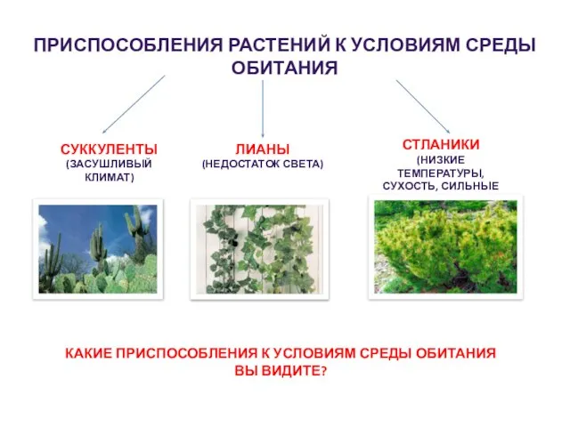 ПРИСПОСОБЛЕНИЯ РАСТЕНИЙ К УСЛОВИЯМ СРЕДЫ ОБИТАНИЯ СУККУЛЕНТЫ (ЗАСУШЛИВЫЙ КЛИМАТ) ЛИАНЫ (НЕДОСТАТОК СВЕТА)