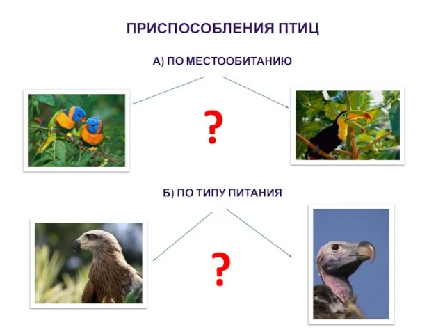 ПРИСПОСОБЛЕНИЯ ПТИЦ А) ПО МЕСТООБИТАНИЮ ? Б) ПО ТИПУ ПИТАНИЯ ?