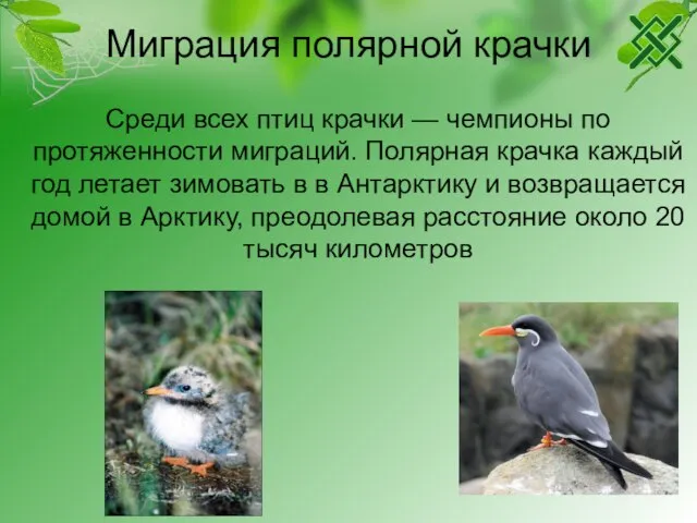 Миграция полярной крачки Среди всех птиц крачки — чемпионы по протяженности миграций.