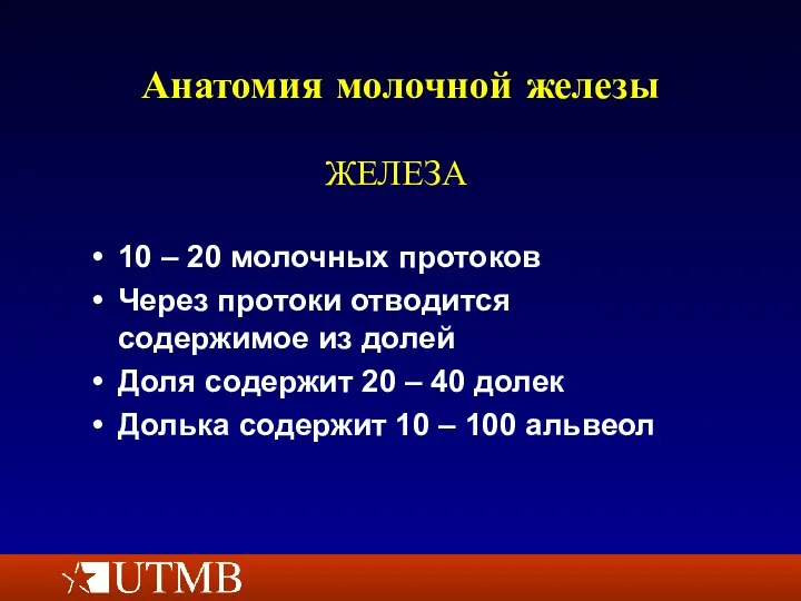 Анатомия молочной железы 10 – 20 молочных протоков Через протоки отводится содержимое