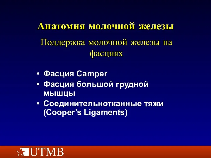 Анатомия молочной железы Фасция Camper Фасция большой грудной мышцы Соединительнотканные тяжи (Cooper’s