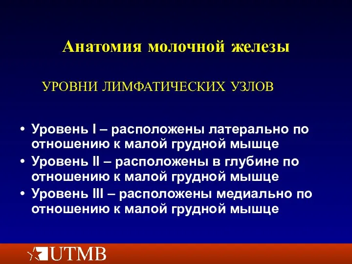 Анатомия молочной железы Уровень I – расположены латерально по отношению к малой