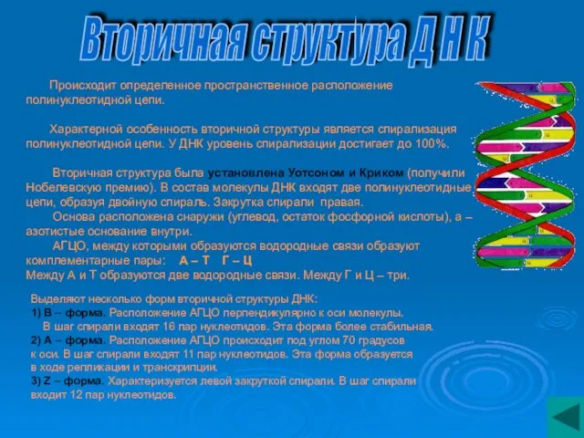 Происходит определенное пространственное расположение полинуклеотидной цепи. Характерной особенность вторичной структуры является спирализация