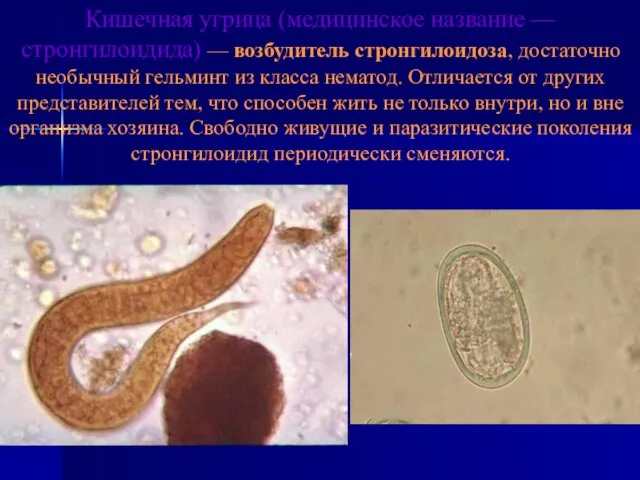 Кишечная угрица (медицинское название — стронгилоидида) — возбудитель стронгилоидоза, достаточно необычный гельминт