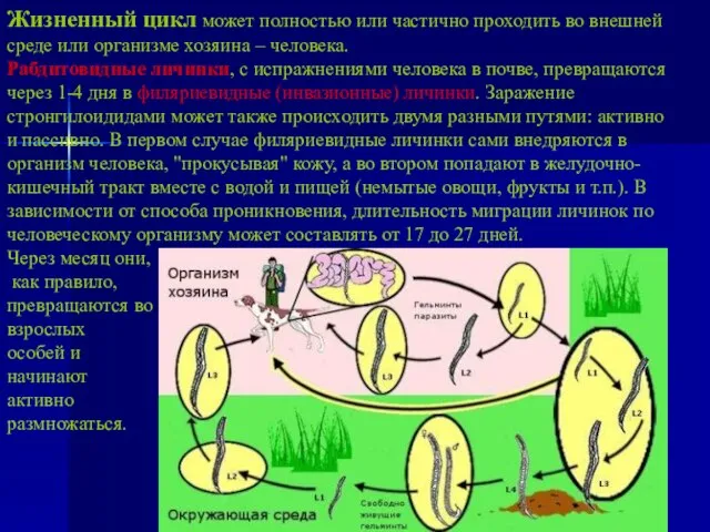 Жизненный цикл может полностью или частично проходить во внешней среде или организме