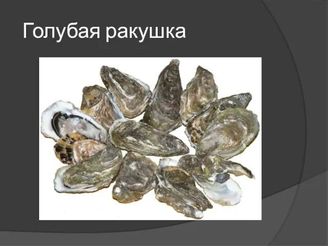 Голубая ракушка