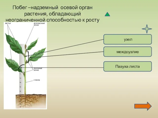 Побег –надземный осевой орган растения, обладающий неограниченной способностью к росту узел междоузлие Пазуха листа