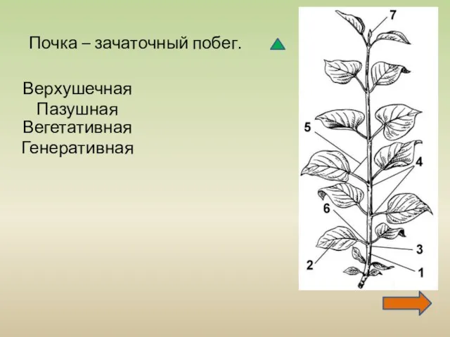 Почка – зачаточный побег. Верхушечная Пазушная Вегетативная Генеративная