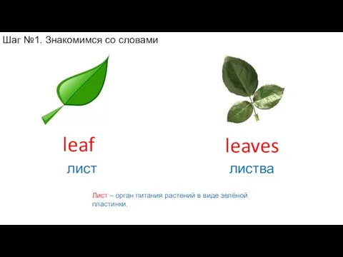 Лист – орган питания растений в виде зелёной пластинки. leaves листва leaf