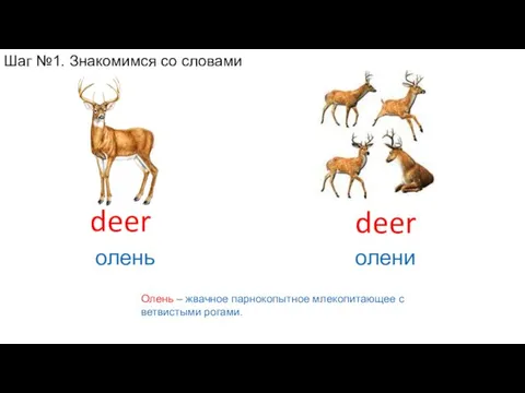 Олень – жвачное парнокопытное млекопитающее с ветвистыми рогами. deer олени deer олень