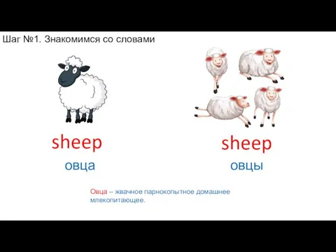 Овца – жвачное парнокопытное домашнее млекопитающее. sheep овцы sheep овца . Шаг №1. Знакомимся со словами