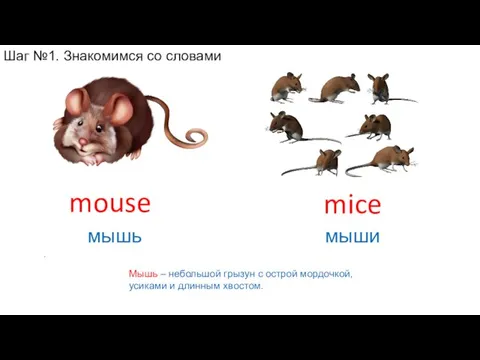 Мышь – небольшой грызун с острой мордочкой, усиками и длинным хвостом. mice