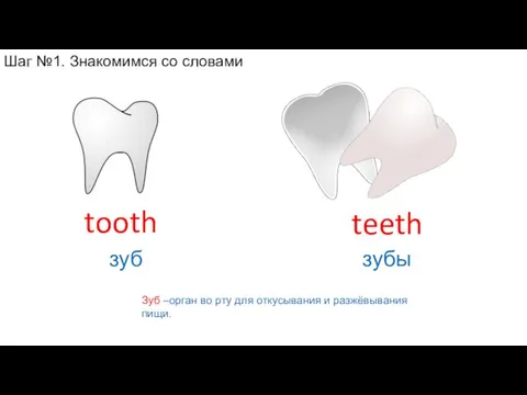 Зуб –орган во рту для откусывания и разжёвывания пищи. teeth зубы tooth