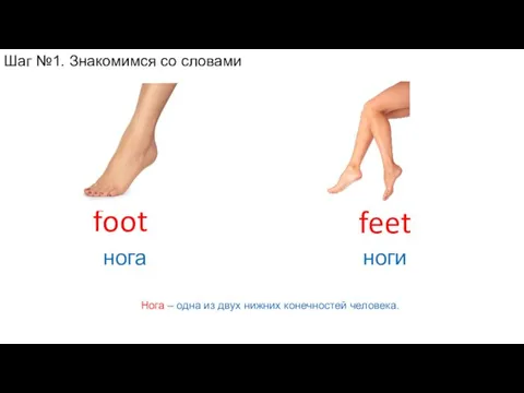 Нога – одна из двух нижних конечностей человека. feet ноги foot нога
