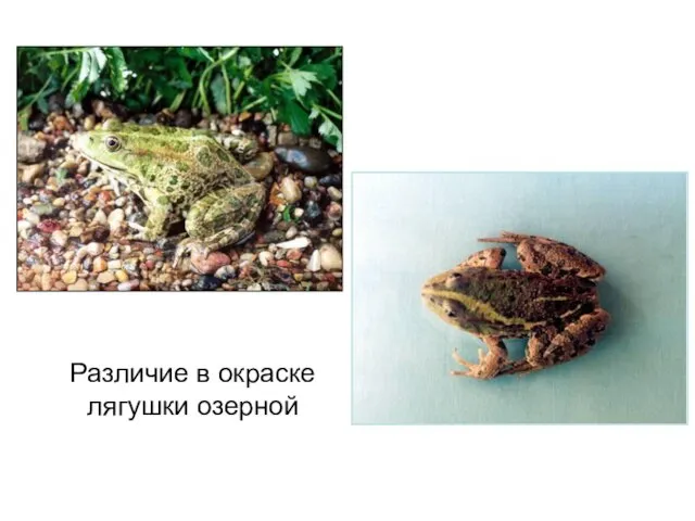 Различие в окраске лягушки озерной