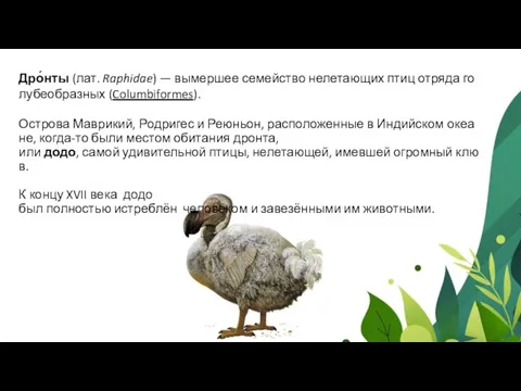 Дро́нты (лат. Raphidae) — вымершее семейство нелетающих птиц отряда голубеобразных (Columbiformes). Острова