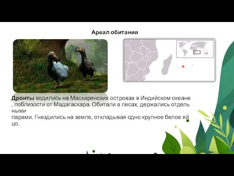 Дронты водились на Маскаренских островах в Индийском океане, поблизости от Мадагаскара. Обитали