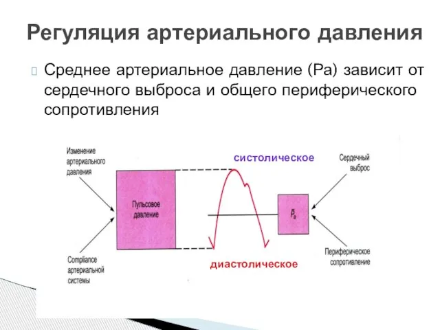 Среднее артериальное давление (Ра) зависит от сердечного выброса и общего периферического сопротивления