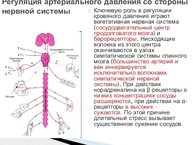 Ключевую роль в регуляции кровяного давления играют вегетативная нервная система (сосудодвигательный центр