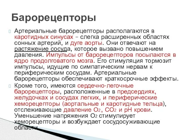 Артериальные барорецепторы располагаются в каротидных синусах – слегка расширенных областях сонных артерий,